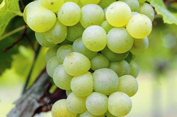 Blaye Côtes de Bordeaux - Appellation Blaye Côtes de Bordeaux Blanc