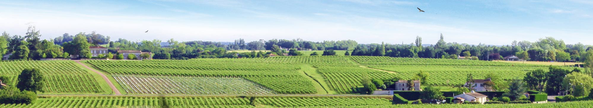 Blaye Côtes de Bordeaux : un été 2014 à la rencontre des vignerons !