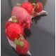 TARTE VERVEINE FRAMBOISE